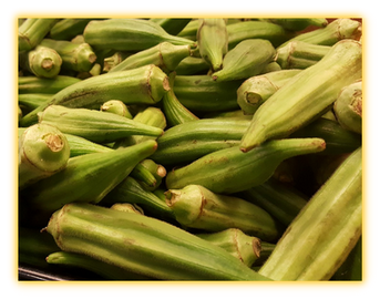 okra vegetable seed