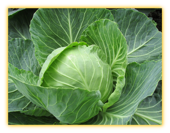 Cabbage vegetable seed