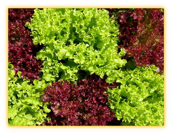 Lettuce Lechuga Laitue vegetable seed