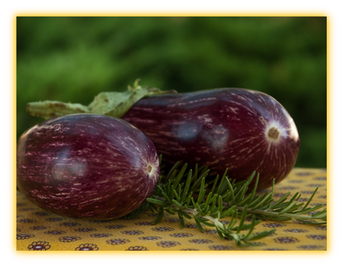 Eggplant vegetable seed