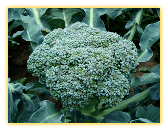 Artichoke vegetable seed