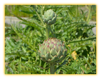 Artichoke vegetable seed