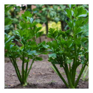 Céleri Golden Self Blanching Graines-Développer Votre Propre Jardin familial légumes