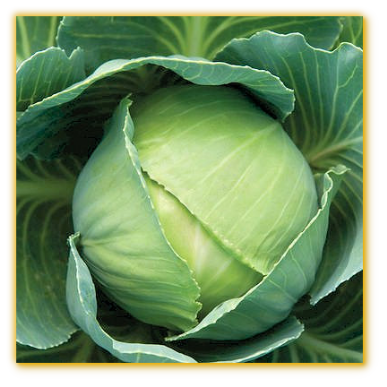 Cabbage Early Round Dutch Cabbage Early Round Dutch