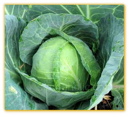 Cabbage Golden Acre Cabbage Golden Acre