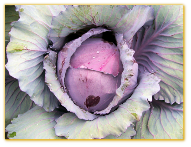 Cabbage Red Stone F1 Hybrid Cabbage Red Stone F1 Hybrid