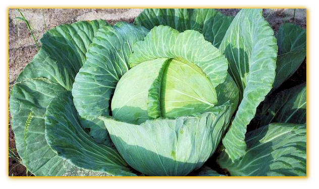 Cabbage Tropic Giant F1 Hybrid Cabbage Tropic Giant F1 Hybrid