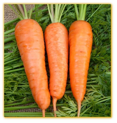 Carrot Chantenay Royal Carrot Chantenay Royal
