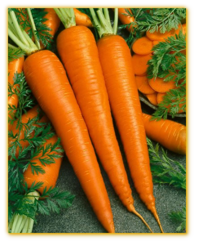 Carrot GVS 10070 F1 Hybrid Carrot GVS 10070 F1 Hybrid