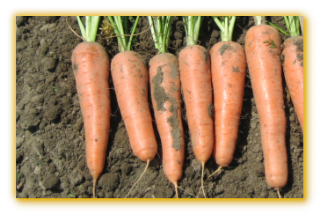 Carrot Chantenay F1 Hybrid Carrot Chantenay F1 Hybrid
