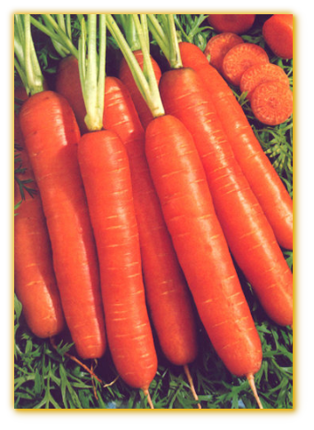 Carrot GVS #10014 F1 Hybrid Carrot GVS #10014 F1 Hybrid