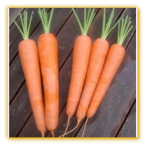 Carrot GVS 10075 F1 Hybrid Carrot GVS 10075 F1 Hybrid