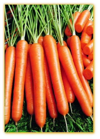 Carrot Nancy F1 Hybrid Carrot Nancy F1 Hybrid