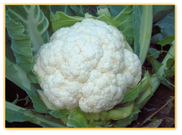 Cauliflower Baida F1 Hybrid