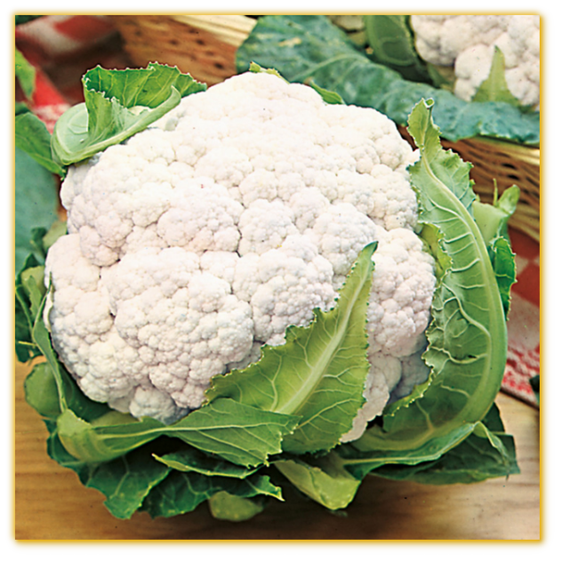 Cauliflower Snow Belle F1 Hybrid