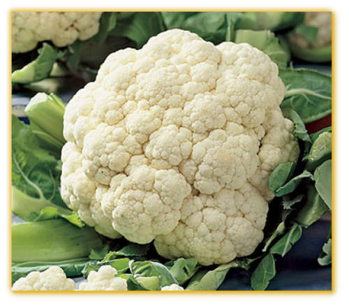 Cauliflower Snowball Y Improved
