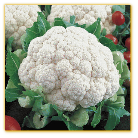 Cauliflower Super Snowball F1 Hybrid