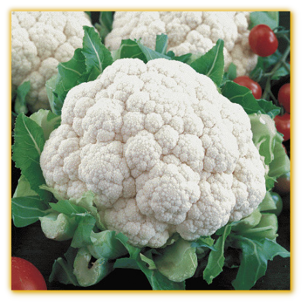 Cauliflower Super Snowball F1 Hybrid Cauliflower Super Snowball F1 Hybrid