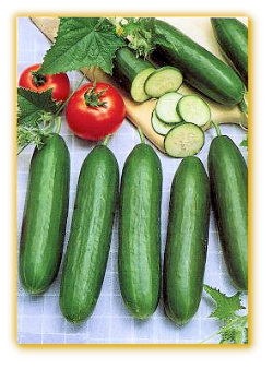 Cucumber GVS 18006 F1 Hybrid Cucumber GVS 18006 F1 Hybrid
