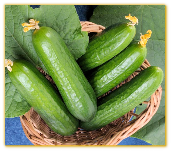 Cucumber GVS 18049 F1 Hybrid Cucumber GVS 18049 F1 Hybrid