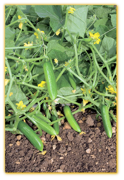 Cucumber GVS 18053 F1 Hybrid Cucumber GVS 18053 F1 Hybrid