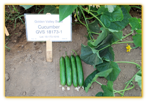 Cucumber GVS 18173 F1 Hybrid Cucumber GVS 18173 F1 Hybrid