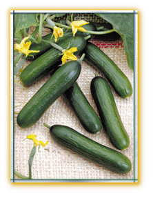 Cucumber GVS 18176 F1 Hybrid Cucumber GVS 18176 F1 Hybrid