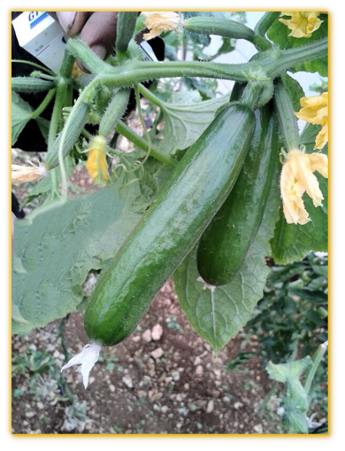 Cucumber GVS 18178 F1 Hybrid Cucumber GVS 18178 F1 Hybrid