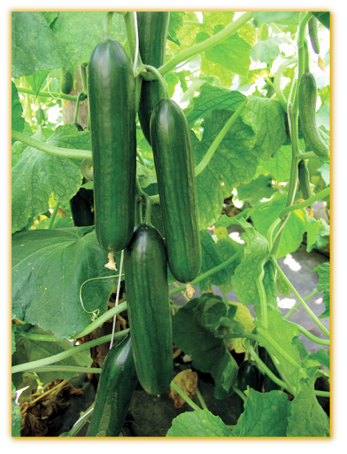 Cucumber GVS 18180 F1 Hybrid Cucumber GVS 18180 F1 Hybrid