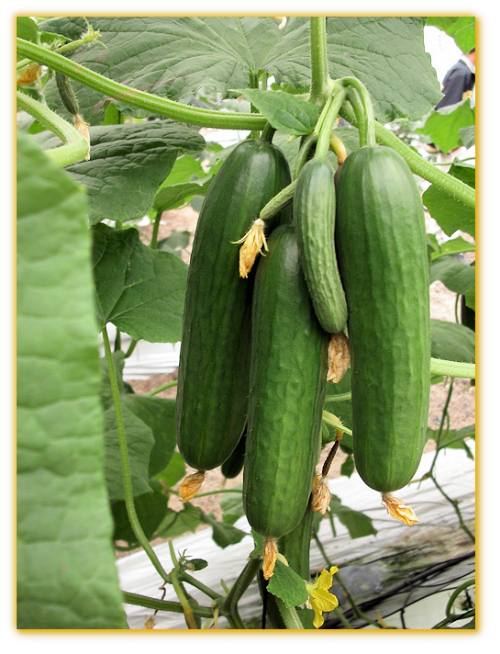 Cucumber GVS 18181 F1 Hybrid Cucumber GVS 18181 F1 Hybrid