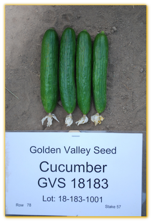 Cucumber GVS 18183 F1 Hybrid Cucumber GVS 18183 F1 Hybrid