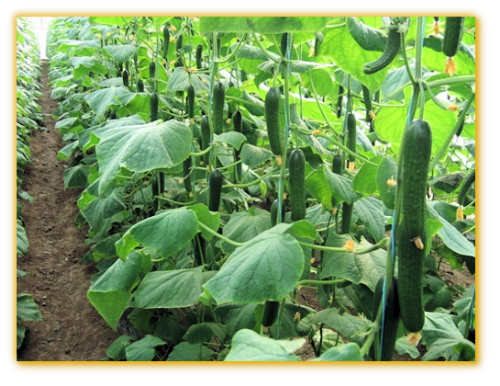 Cucumber GVS 18190 F1 Hybrid Cucumber GVS 18190 F1 Hybrid