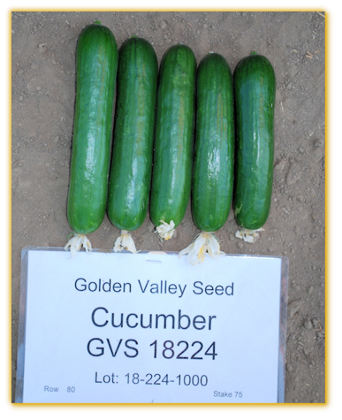 Cucumber GVS 18224 F1 Hybrid Cucumber GVS 18224 F1 Hybrid