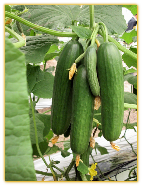 Cucumber GVS 18225 F1 Hybrid Cucumber GVS 18225 F1 Hybrid