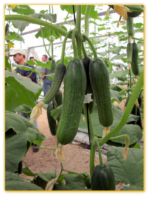 Cucumber GVS 18226 F1 Hybrid Cucumber GVS 18226 F1 Hybrid