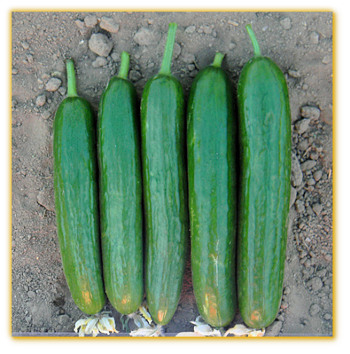 Cucumber GVS 18227 F1 Hybrid Cucumber GVS 18227 F1 Hybrid