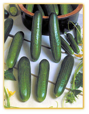 Cucumber GVS 18381 F1 Hybrid Cucumber GVS 18381 F1 Hybrid