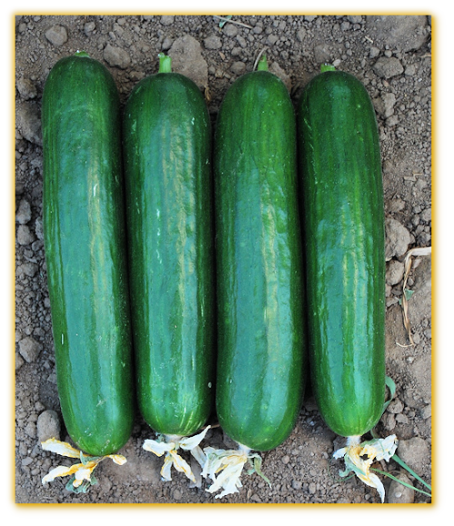 Cucumber GVS 18702 F1 Hybrid Cucumber GVS 18702 F1 Hybrid