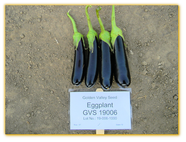 Eggplant GVS 19006 F1 Hybrid Eggplant GVS 19006 F1 Hybrid