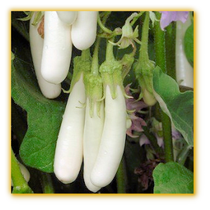 Eggplant GVS 19007 F1 Hybrid Eggplant GVS 19007 F1 Hybrid