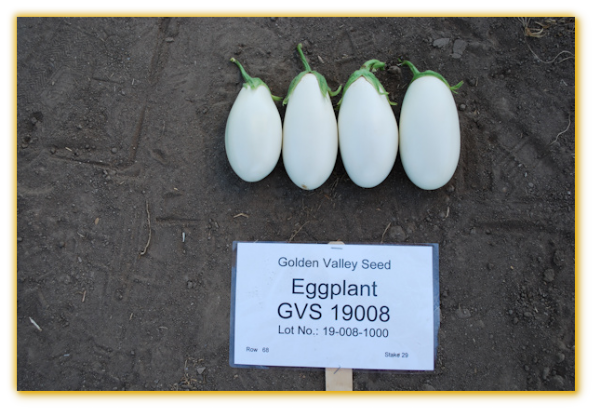 Eggplant GVS 19008 F1 Hybrid Eggplant GVS 19008 F1 Hybrid