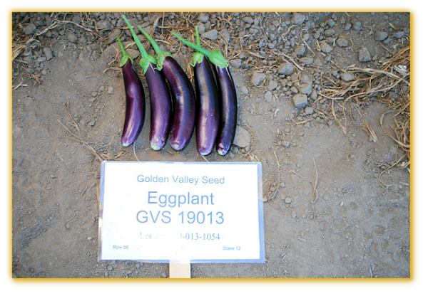 Eggplant GVS 19013 F1 Hybrid Eggplant GVS 19013 F1 Hybrid