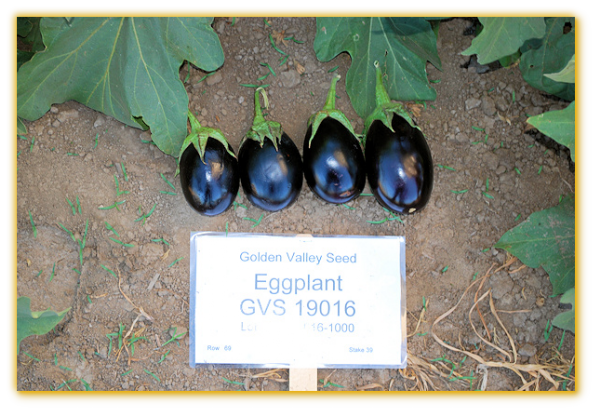 Eggplant GVS 19016 F1 Hybrid Eggplant GVS 19016 F1 Hybrid