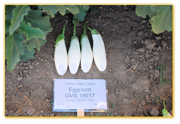 Eggplant GVS 19017 F1 Hybrid Eggplant GVS 19017 F1 Hybrid