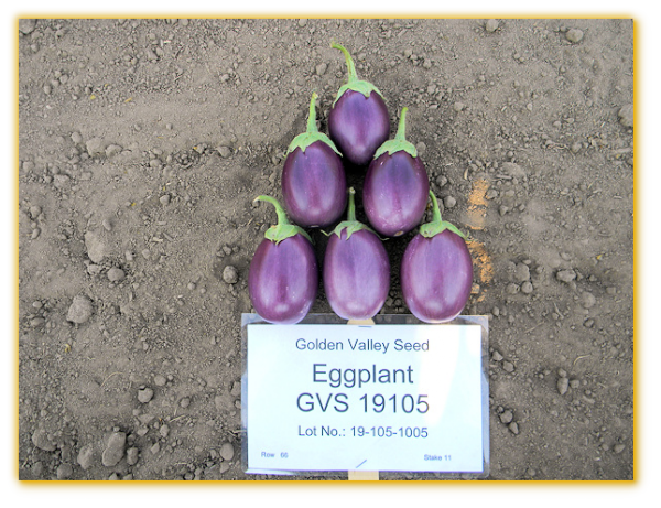 Eggplant GVS 19105 F1 Hybrid Eggplant GVS 19105 F1 Hybrid