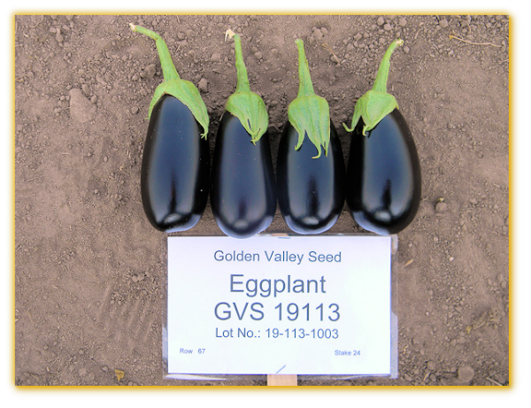 Eggplant GVS 19113 F1 Hybrid. Eggplant GVS 19113 F1 Hybrid.