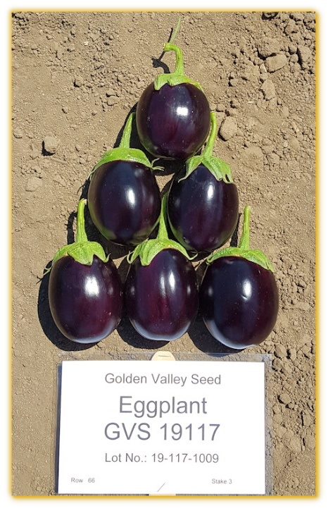 Eggplant GVS 19117 F1 Hybrid Eggplant GVS 19117 F1 Hybrid