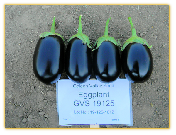 Eggplant GVS 19125 F1 Hybrid. Eggplant GVS 19125 F1 Hybrid.