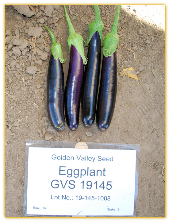 Eggplant GVS 19145 F1 Hybrid Eggplant GVS 19145 F1 Hybrid
