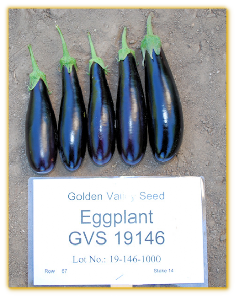 Eggplant GVS 19146 F1 Hybrid Eggplant GVS 19146 F1 Hybrid